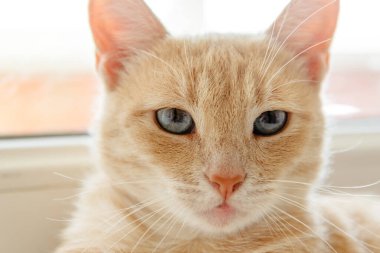 kırmızı gözlü kedi