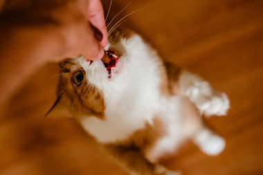 Kedi sokakta yemek yiyor.