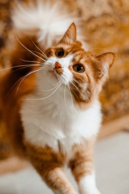 Kızıl gözlü kızıl kedi, yakın portre