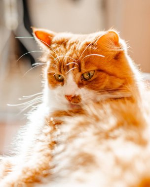 Kızıl bir kedinin portresi.