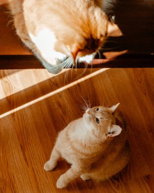 Yerde yatan sevimli kedi.