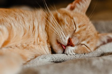 Evde yerde uyuyan kedi