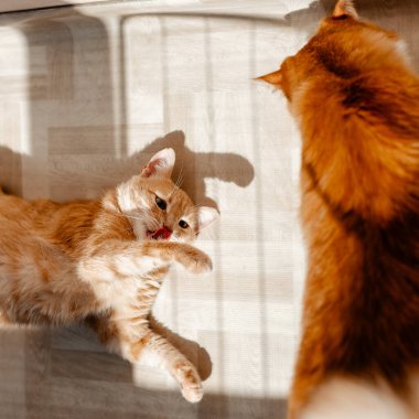 Kedi yavrusuyla oynuyor.