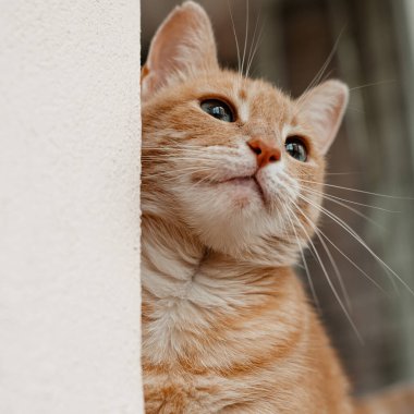 Büyük gözlü sevimli kırmızı kedi portresi