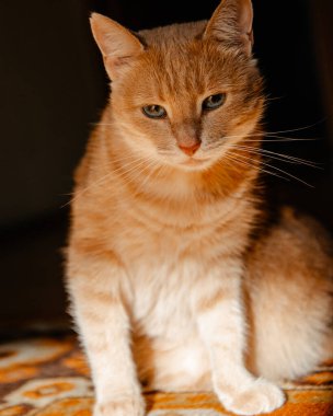 Kızıl saçlı bir kedinin portresi, yakın plan.