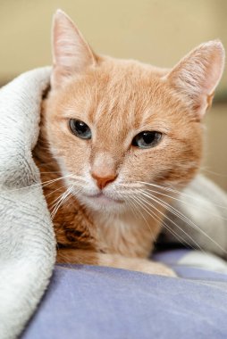 Beyaz bir yatakta tatlı bir kedi yatıyor..