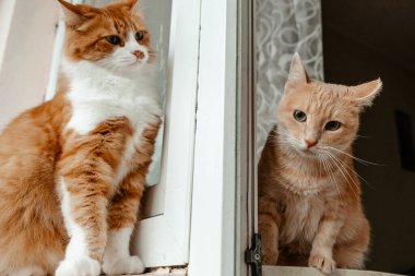 Beyaz gözlü kırmızı kedi.