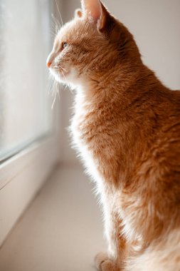 kedi pencere pervazında