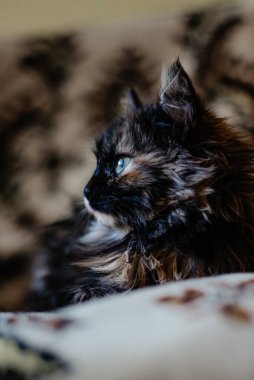 Bahçedeki sevimli kedi.