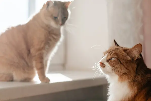 iki sevimli kızıl kedi yukarı bakıyor ve evdeki mutfakta dinleniyorlar.