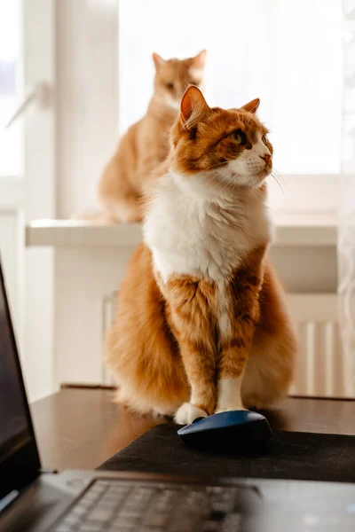 red cat with a laptop in the kitchen
