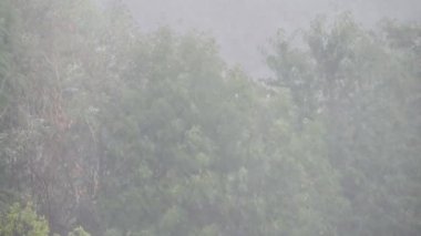 Rainstorm Extreme Weather Torrential Rain. Powerful Storms and Big Rainfall in Nature. Trees Blown by Wind and Rain in the Storm.