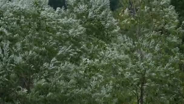 极端天气 强大的风暴和大自然的大雨倾盆 风暴中刮风刮雨的树 — 图库视频影像