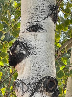 Güzel bir Aspen Ağacı Gövdesi. Botanik çekim, doğal duvar kağıdı.