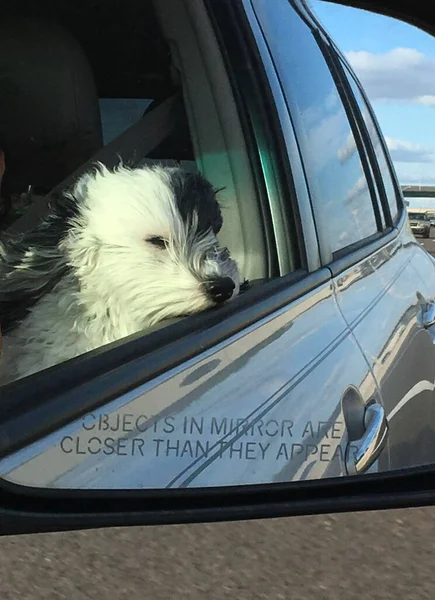 Maltipoo Carro Cão Conceito Animal — Fotografia de Stock