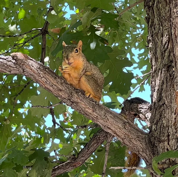 Das Schwarze Eichhörnchen Sitzt Auf Dem Baum Und Blickt Einen — Stockfoto