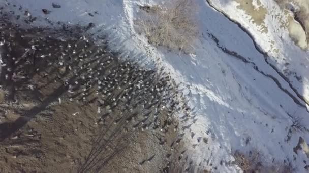 Ein Schwarm Wilder Tauben Hebt Von Einem Feld — Stockvideo