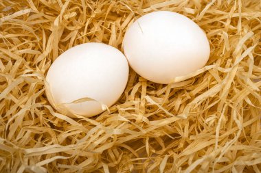 Yumurtalar samanlıkta. Yumurtalar yuvada.