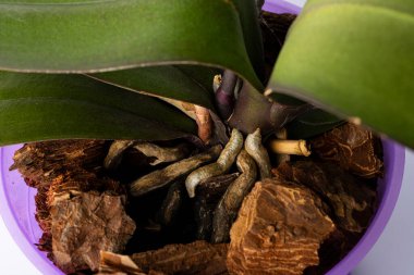 Orkide kökleri. Saksıdaki bir çiçeğin kök sistemi