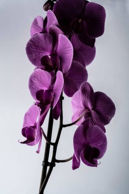 Üzerinde ışık parlayan mor orkidelerin yakın çekimi..
