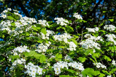 Viburnum çiçekleri. Çiçek açan çalılar. Beyaz çiçekler.