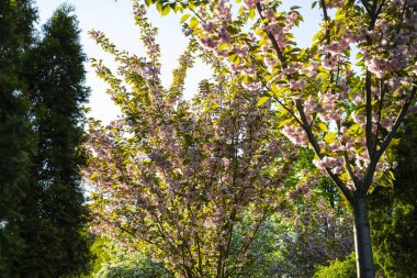 Mor sakura çiçekli ağaç dalı