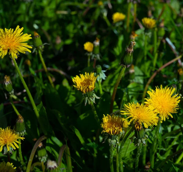 Field Dandelions Shown Green Background — Stock Photo, Image
