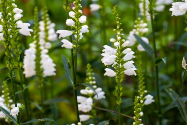 Bahçede Physostegia beyazı. Pamuk Prenses. Çiçek Physostegia