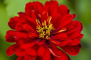 Güzel bir zinnia çiçeği. Gençlik ve yaş, ya da çiçek tarhında kadife çiçekleri olan sıradan bir zinya.