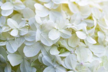 Beyaz ortanca çiçekleri panoramik sınır, pankart, düğün romantik arka plan.