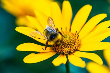 Yabanarısı tarafından bir çiçeğin döllenmesi. Yaban arısı bir çiçeğe oturur.