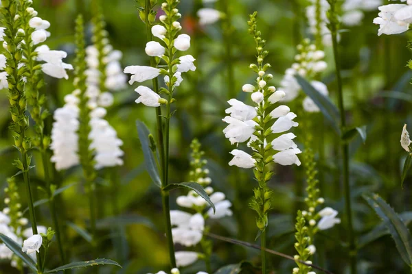 Bahçede Physostegia beyazı. Pamuk Prenses. Çiçek Physostegia