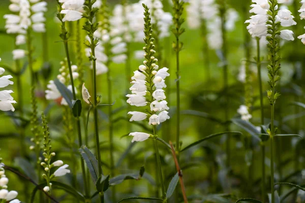 Physostegia Alanı. Physostegia beyazı. Çiçek Physostegia