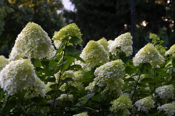 Bush of gardenia. Flower bed of white flowers