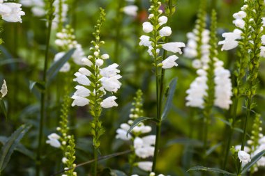 Bahçede Physostegia beyazı. Pamuk Prenses. Çiçek Physostegia