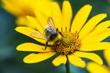 Yabanarısı tarafından bir çiçeğin döllenmesi. Yaban arısı bir çiçeğe oturur.