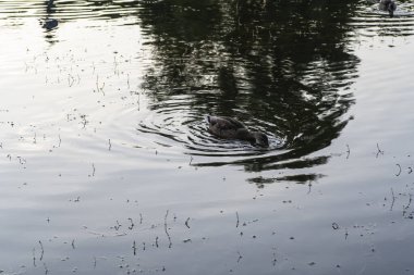 ördekler gölde yüzmek. Yaban ördeği