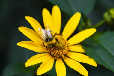 Gazania çiçeği. Sarı papatya çayı. Çiçekteki böcek. sarmal