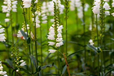Physostegia Alanı. Physostegia beyazı. Çiçek Physostegia