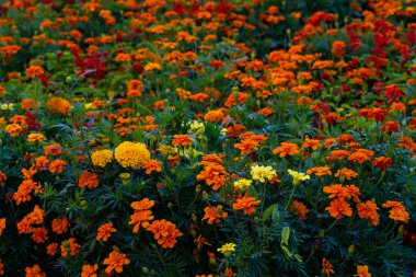 Çiçekli yatak. Parkta çiçekler