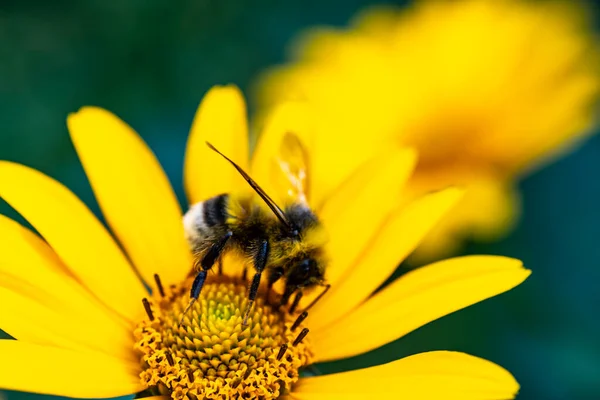 stock image Pollination of a flower by a bumblebee. Bumblebee sits on a flower