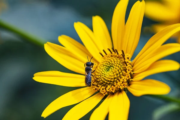 A bee on a flower. Pollination of a flower. bee pollinating a flower