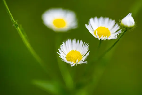 stock image Chamomile flower macro photo. Chamomile with blurred background