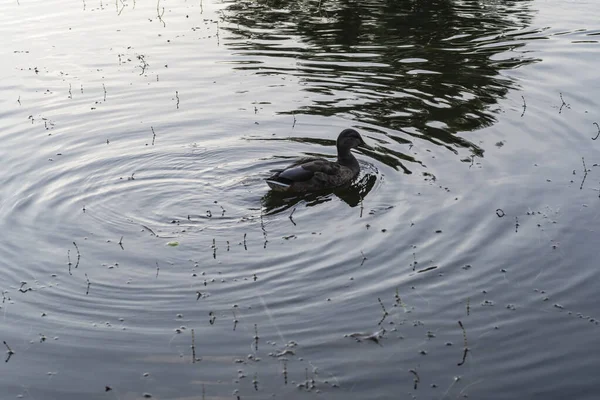 Ducks swim in the pond. Wild duck