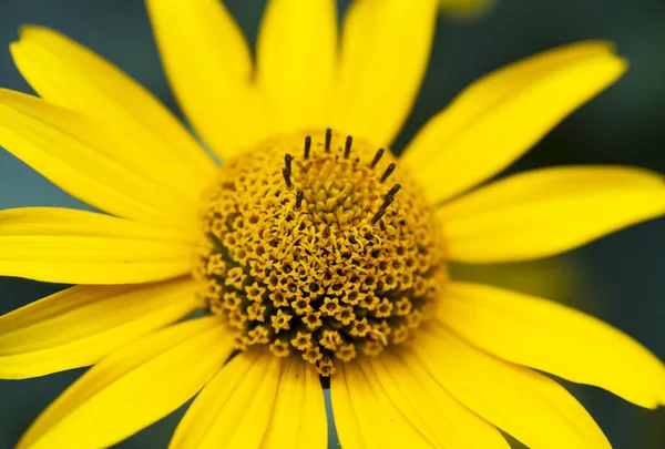 stock image Gazania flower. Yellow chamomile. heliopsis flowers