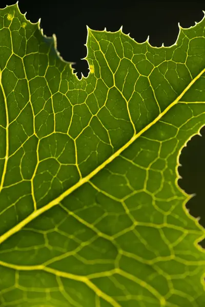 Bladvener Gröna Löv Makro Foto — Stockfoto