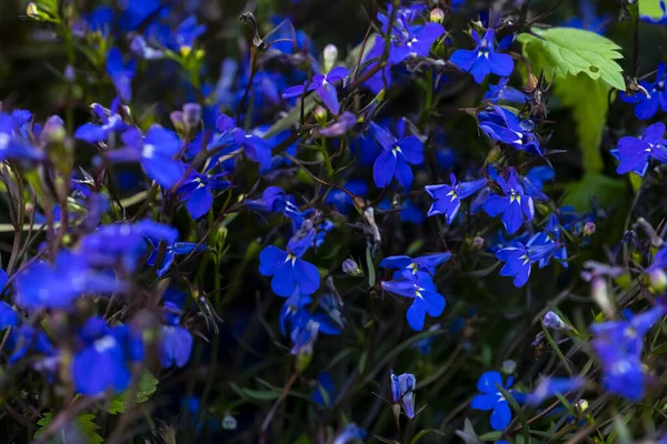 Lobelia Azul Flor Lobelia Hermosa Flor Azul — Foto de Stock