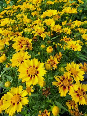 Koyu kırmızı merkezli sarı Coreopsis çiçekleri grubu..