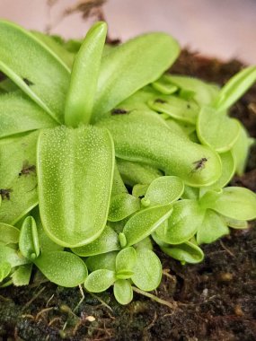 Macro shot of a pinguicula, a carnivorous plant also known as a butterwort. It is planted in sphagnum moss, and has caught several flies already. You can see the small beads of sticky nectar it uses to lure bugs in and trap them. clipart