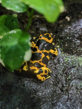 Yukarıdan görüldüğü gibi küçük, siyah ve sarı zehirli ok kurbağası. Kurbağa koyu, nemli yosunların üzerinde dinleniyor ve yukarıda yeşil yapraklar var.. 